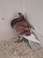 4 haagse tilduiven doffers, Dieren en Toebehoren, Vogels | Duiven, Mannelijk