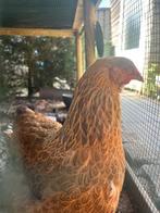 Brahma kriel kip te koop, Dieren en Toebehoren, Pluimvee, Vrouwelijk, Kip
