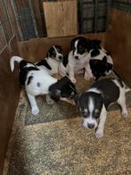 Boenfox pups, Dieren en Toebehoren, Parvo, Overige rassen, 8 tot 15 weken, Meerdere