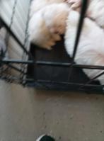 Maltezer pups, Dieren en Toebehoren, Overige rassen, Meerdere, Meerdere dieren, Nederland
