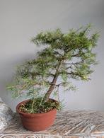 Larix Bonsai, Tuin en Terras, Planten | Bomen, Bloeit niet, Halfschaduw, Minder dan 100 cm, Overige soorten