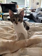 Kitten, Dieren en Toebehoren, Katten en Kittens | Overige Katten, Kater, Kortharig, 0 tot 2 jaar