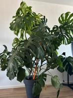 Monstera deliciosa met pot (175cm lang), Huis en Inrichting, Kamerplanten, Ophalen, Overige soorten, Minder dan 100 cm
