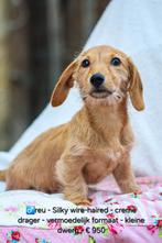 Silky Wire-Haired Teckel Pupjes – Met Crème-Gen, Kaninchen, Particulier, Rabiës (hondsdolheid), 8 tot 15 weken