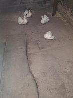 Pauwstaartjes, Geslacht onbekend, Overige soorten