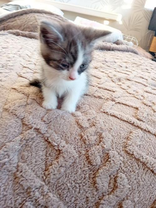 Kittens kruising main coon, Dieren en Toebehoren, Katten en Kittens | Overige Katten, Meerdere dieren