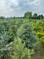Kerstbomen te koop, Ophalen, In pot, Overige soorten, 100 tot 250 cm