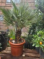 Winterharde palmen: Trachycarpus Fortunei 200cm, Volle zon, Ophalen of Verzenden, 100 tot 250 cm, Zomer