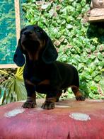 Dwerg teckel korthaar met stamboom pup,puppy, Dieren en Toebehoren, CDV (hondenziekte), 8 tot 15 weken, Meerdere, Nederland