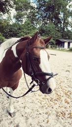 Te koop Painthorse Merrie Pearls magic Rose, Dieren en Toebehoren, Pony's, Merrie, Recreatiepony
