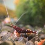 Caridina Dennerli ( kardinaal garnaal), Dieren en Toebehoren, Vissen | Aquariumvissen, Kreeft, Krab of Garnaal, Schoolvis