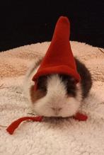 (Nood) plaats voor cavia's, Dieren en Toebehoren, Knaagdieren, Januari, Cavia