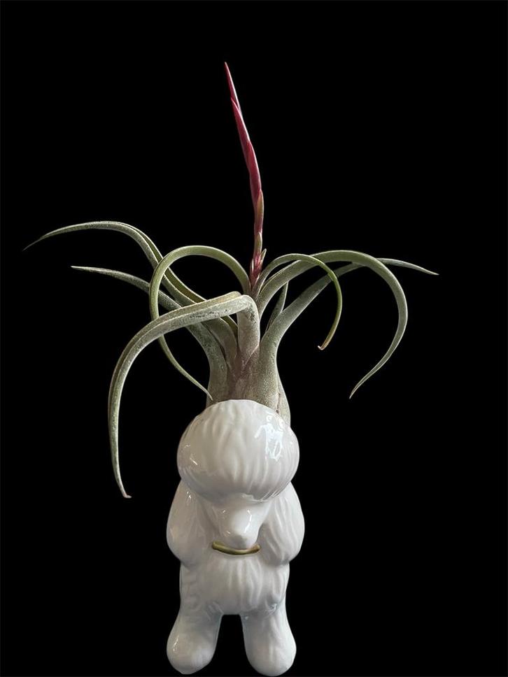 Airpoodle - Tillandsia in Poedelbeeldje, Huis en Inrichting, Kamerplanten, Ophalen of Verzenden