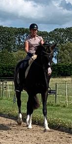 Fijne, eerlijke 14-jarige merrie Z-startgerechtigd, Dieren en Toebehoren, Paarden, Merrie, Dressuurpaard