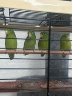 Forpus oogring, Dieren en Toebehoren, Vrouwelijk, Dwergpapegaai of Agapornis, Geringd