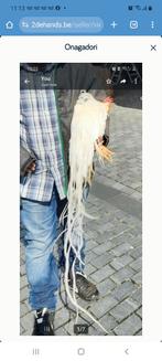 Onagadori eiren, Dieren en Toebehoren, Geslacht onbekend, Kip