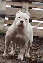 Super mooie pocket bully teef, Dieren en Toebehoren, Teef, Parvo, Eén hond, 3 tot 5 jaar