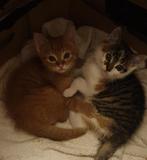 Kittens, Dieren en Toebehoren, September, Meerdere dieren