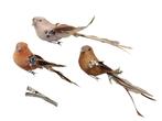 VOGELTJES - KOOPJE