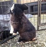 Minilop. Hangoor, dwerg konijn, konijnen, Dieren en Toebehoren, Mannelijk, Dwerg, Hangoor, 0 tot 2 jaar