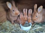 Thrianta vrouwtje, Dieren en Toebehoren, Konijnen, Vrouwelijk, Middelgroot, 0 tot 2 jaar