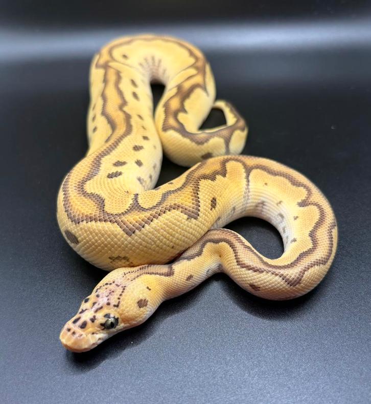1.0 Pastel Orange Dream Jungle Woma Clown ball python regius
