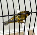 Te Koop diverse bastaarden, Dieren en Toebehoren, Vogels | Overige Vogels, Mannelijk, Wildzangvogel, Geringd