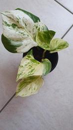 Epipremnum plant, Huis en Inrichting, Kamerplanten, Ophalen, Overige soorten, Minder dan 100 cm