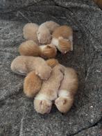 Boerderijkittens-6 augustus geboren-kitten--kater, Dieren en Toebehoren, Meerdere dieren, Kortharig, 0 tot 2 jaar
