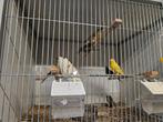 Mooie spaanse Timbrado kanaries, Dieren en Toebehoren, Vogels | Kanaries, Meerdere dieren, Kleurkanarie
