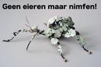 [Nymphs] Extatosoma Tiaratum 'Innisfail' Morph, Dieren en Toebehoren, Wandelende tak
