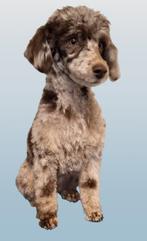 chocomerle poedel dekreu, Fokker | Hobbymatig, Rabiës (hondsdolheid), Reu, 1 tot 2 jaar