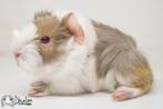 Lilac argente saffraan argente wit peruvian zeugje, Dieren en Toebehoren, Cavia, Mannelijk, Tam, September