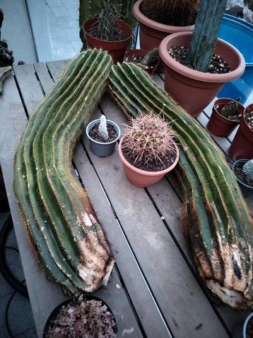 Parodia Magnifica scheuten, cactussen beschikbaar voor biedingen
