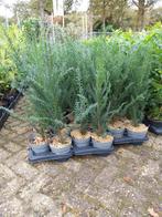 Taxus Baccata - Venijnboom 60cm, Tuin en Terras, Planten | Tuinplanten, Ophalen, Bloeit niet, Overige soorten, Volle zon
