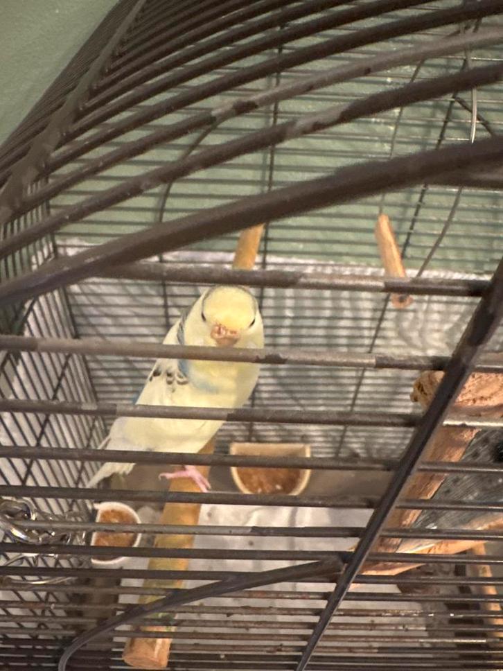 grasparkiet, Dieren en Toebehoren, Vogels | Kanaries, Zangkanarie, Vrouwelijk