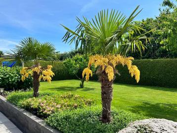 Winterharde palmbomen, exotische planten en veel meer! beschikbaar voor biedingen