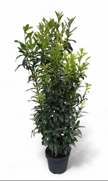 Prunus lauro. Genolia laurier smalopgaande soort potgekweekt beschikbaar voor biedingen
