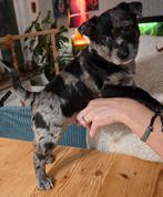 Mooie puppy's kruising tussen een bullterrier en pomsky, Dieren en Toebehoren, Honden | Jack Russells en Terriërs, Bull Terriër