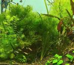 Hoornblad, Vallisneria, Cryptocorine, Javavaren, Anubias,mos, Dieren en Toebehoren