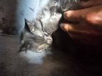 Lieve maine coon kruising ragdoll, Dieren en Toebehoren, Poes