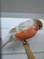 Grote goudvinken, Dieren en Toebehoren, Vogels | Overige Vogels, Meerdere dieren, Wildzangvogel, Geringd
