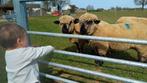 2 hampshire down ooien met stamboek, Dieren en Toebehoren, Schaap, Vrouwelijk