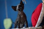 Devon Rex kittens., Dieren en Toebehoren, Katten en Kittens | Raskatten | Korthaar, Meerdere dieren, Ontwormd, 0 tot 2 jaar
