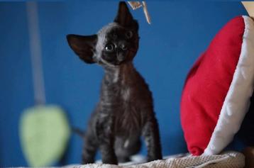 Devon Rex kittens. beschikbaar voor biedingen