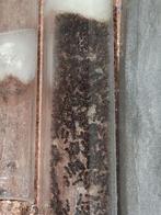 Tetramorium ceaspitum mieren kolonie, Dieren en Toebehoren, Insecten en Spinnen, Mieren