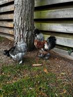 Zijdehoender haan en evt hen van 2025, Dieren en Toebehoren, Pluimvee, Mannelijk, Kip