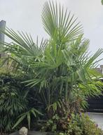 Trachycarpus fortunei palm met meerdere stammen, Bloeit niet, 100 tot 250 cm, Palmboom, Ophalen