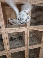 Gaditano, Dieren en Toebehoren, Vrouwelijk, Kropper