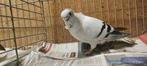 HAMBURGER STICKEN MEEUWEN, Dieren en Toebehoren, Meerdere dieren, Overige soorten